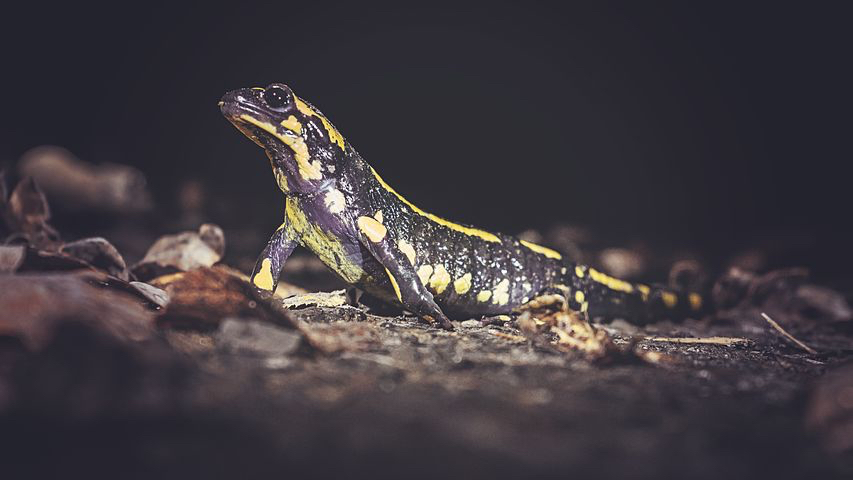 Feuersalamander